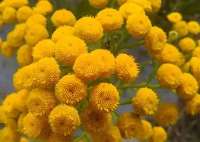  Blue Tansy 